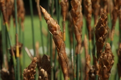 Elegia thyrsoidea