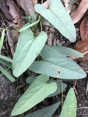 Aristolochia meridionalis