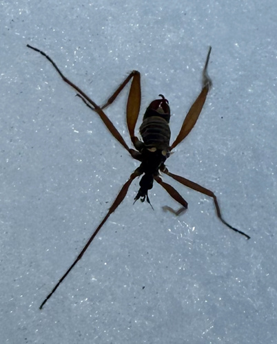 Unknown species found near Green Mountain National Forest, Stockbridge, VT, US