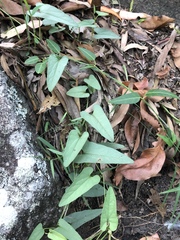 Aristolochia meridionalis