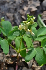 Corydalis cava marschalliana