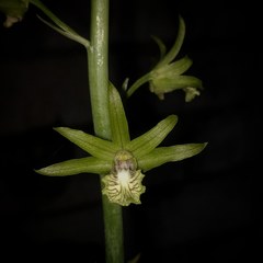 Eulophia andamanensis