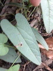Aristolochia meridionalis