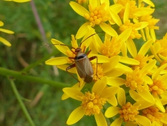 Adelphocoris vandalicus