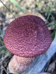 Boletellus ananas