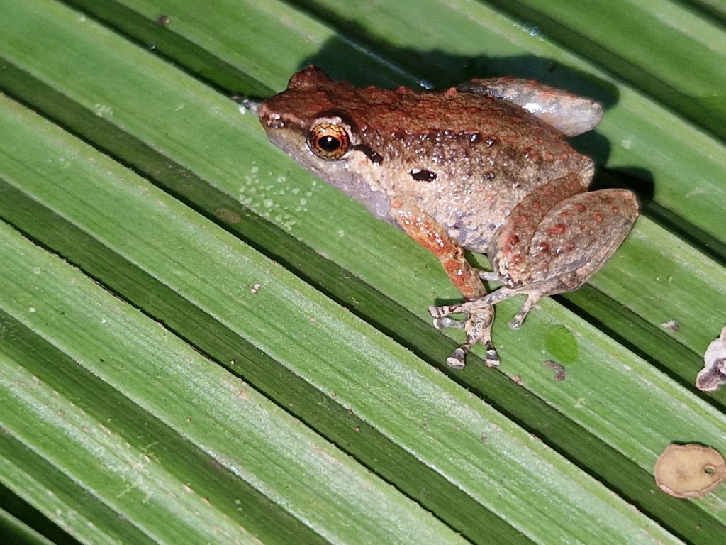 Cophixalus salawatiensis (Cophixalus salawatiensis)