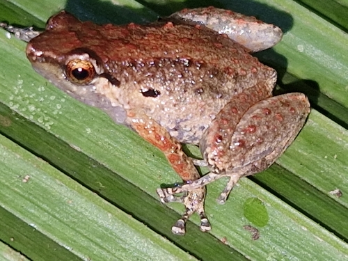 Cophixalus salawatiensis