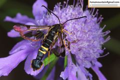 Synanthedon bicingulata