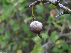 Podosphaera mors-uvae