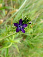 Triodanis leptocarpa