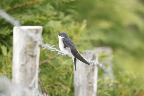 Chilean Swallow (Tachycineta leucopyga), photo 6