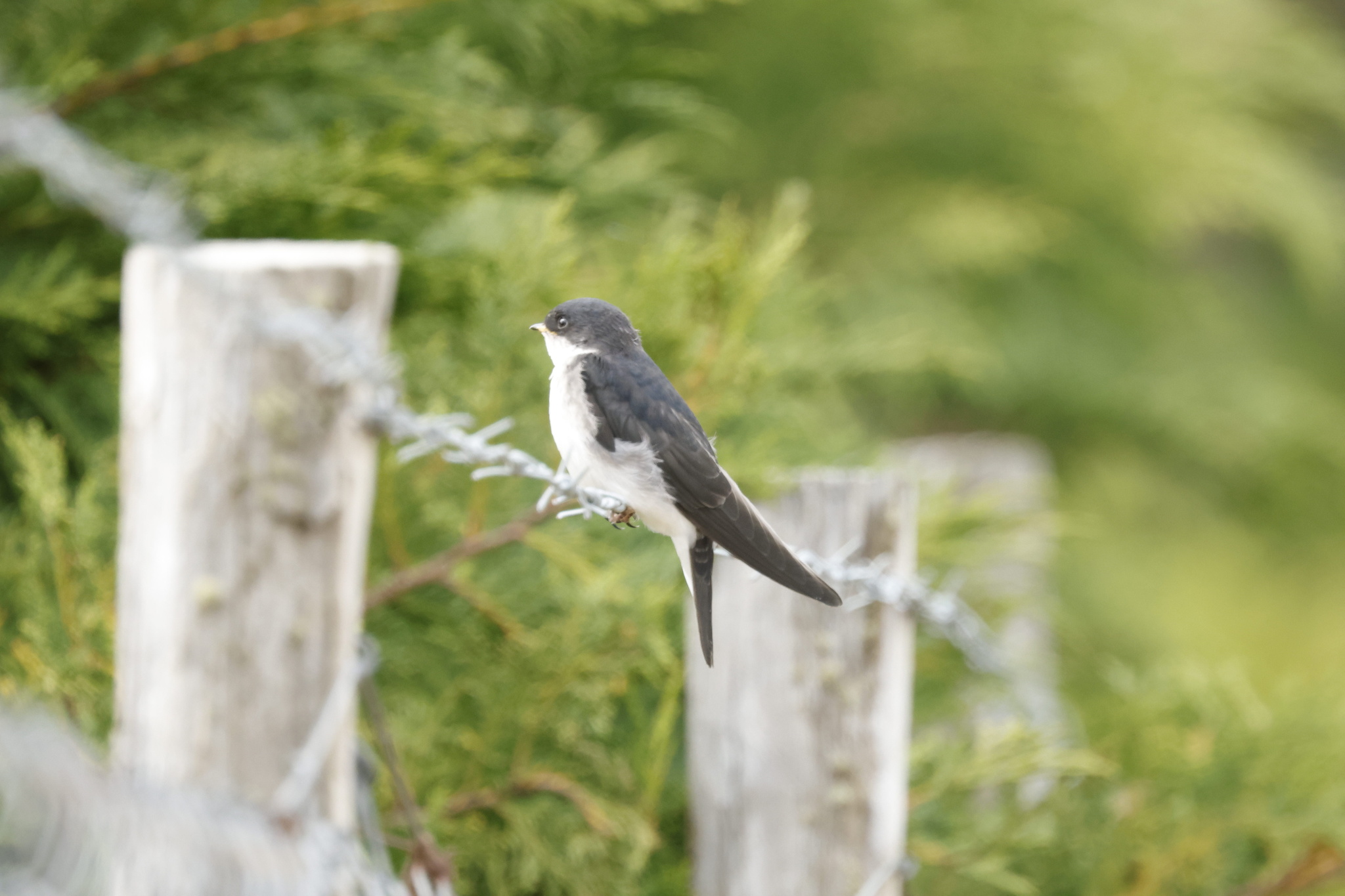 Chilean Swallow (Tachycineta leucopyga), photo 8