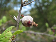 Podosphaera mors-uvae