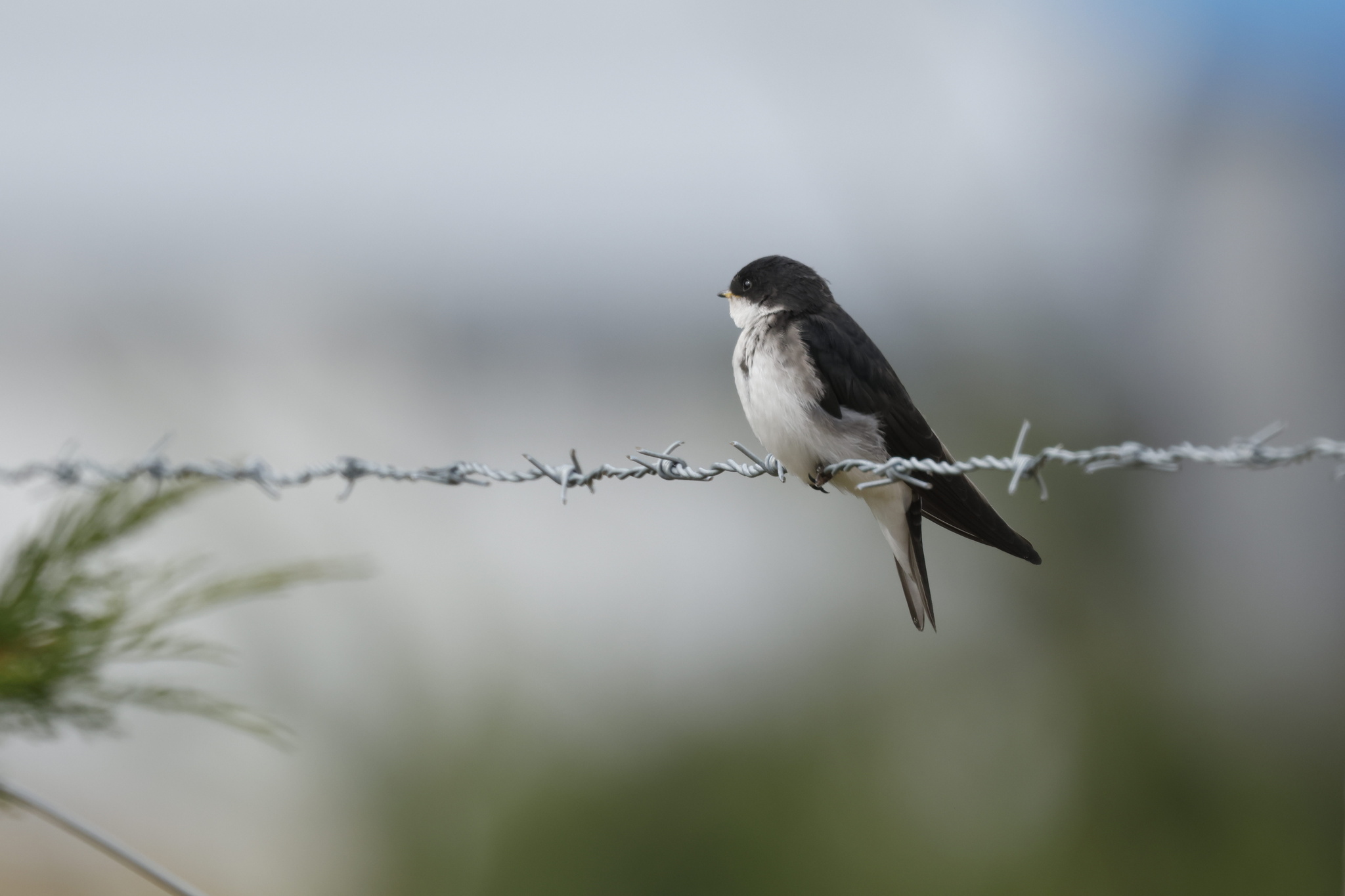 Chilean Swallow (Tachycineta leucopyga), photo 9