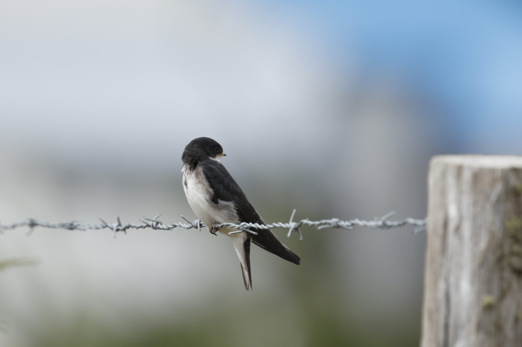 Chilean Swallow (Tachycineta leucopyga), photo 10