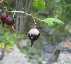 Podosphaera mors-uvae