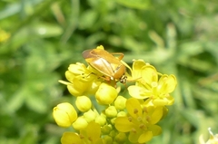 Brachycoleus pilicornis