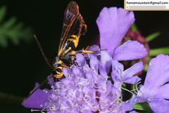 Synanthedon bicingulata