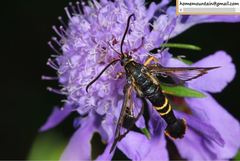 Synanthedon bicingulata