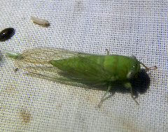 Taurella viridis