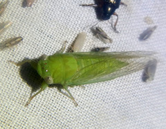 Taurella viridis
