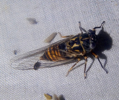 Pauropsalta sinavilla