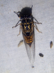 Pauropsalta sinavilla