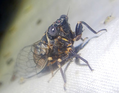 Pauropsalta sinavilla