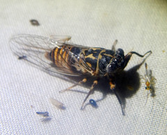 Pauropsalta sinavilla