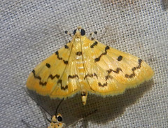 Dichocrocis clytusalis