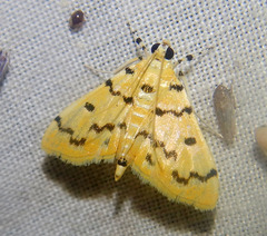 Dichocrocis clytusalis
