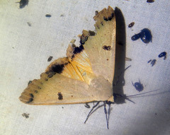 Ophiusa parcemacula