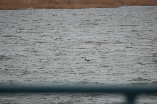 Eurasian Coot
