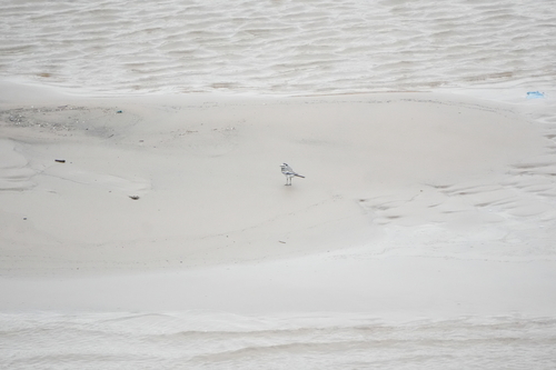 White Wagtail