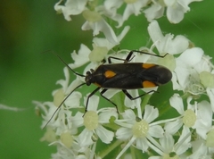 Capsodes flavomarginatus