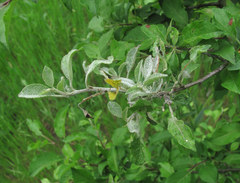 Podosphaera leucotricha