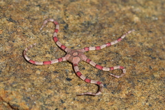 Ophiarachnella capensis