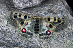Parnassius apollo transiliensis