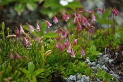 Linnaea borealis longiflora