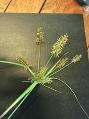 Cyperus pseudothyrsiflorus