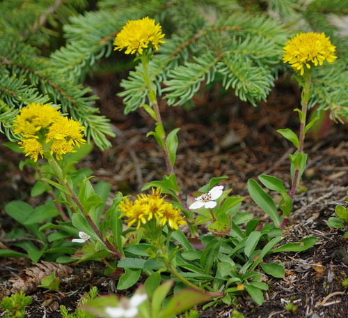 northern goldenrod