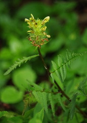 Pedicularis labradorica
