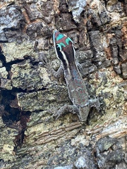 Phelsuma ornata