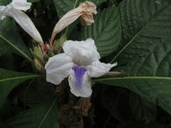 Ruellia tubiflora