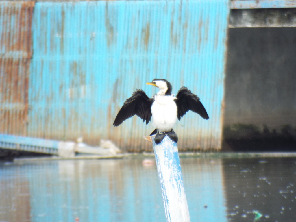 Little Pied Cormorant (Microcarbo melanoleucos)