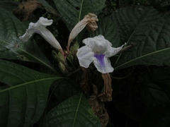 Ruellia tubiflora