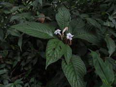 Ruellia tubiflora