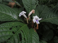 Ruellia tubiflora