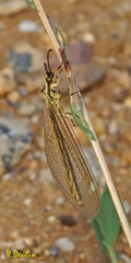 Myrmecaelurus trigrammus