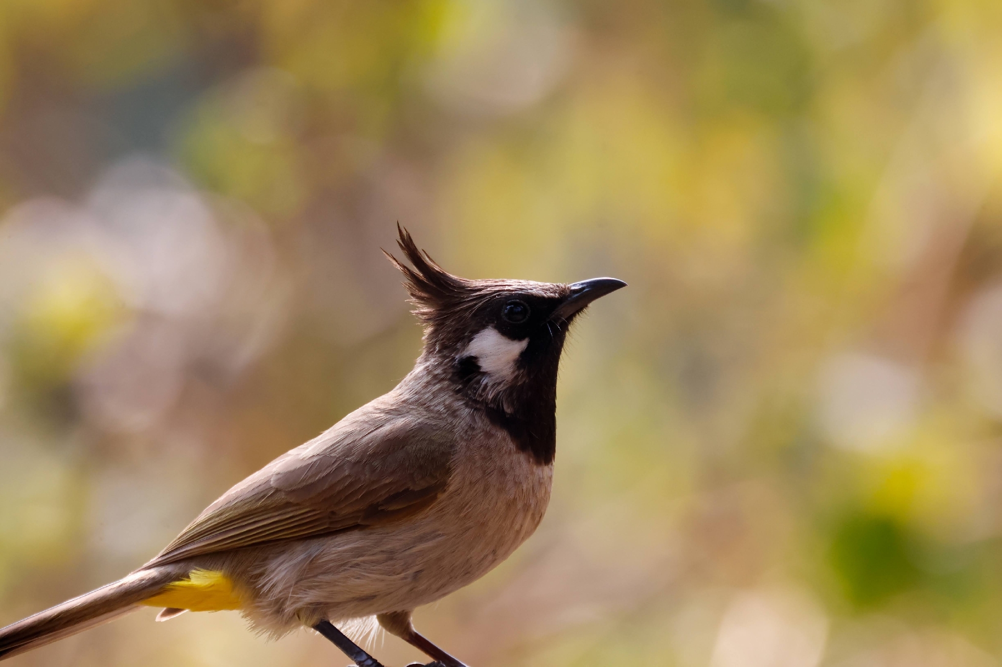 Himalayan Bulbul (Pycnonotus leucogenys), photo 2